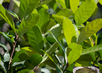 Erva-Mate: mil e um benefícios