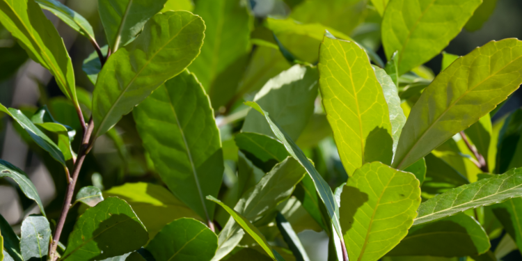 Erva-Mate: mil e um benefícios