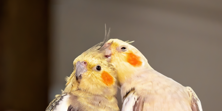 Alimentação para calopsitas
