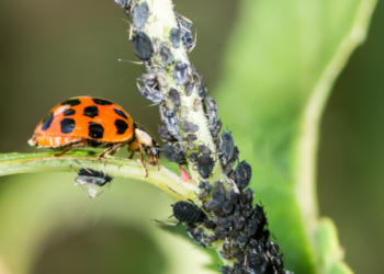 Controle Biológico: Saúde e Sustentável