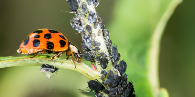 Controle Biológico: Saúde e Sustentável