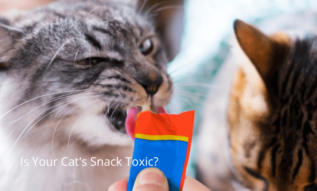 The Best Cat Snacks: approved by an Animal Scientist
