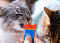 The Best Cat Snacks: approved by an Animal Scientist