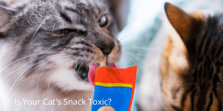 The Best Cat Snacks: approved by an Animal Scientist